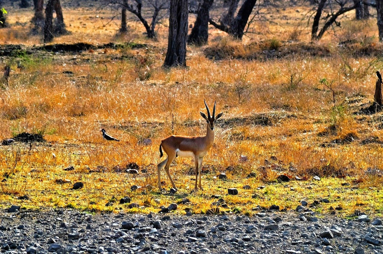 Ranthambore Safari Tour Packages for an Unforgettable Adventure