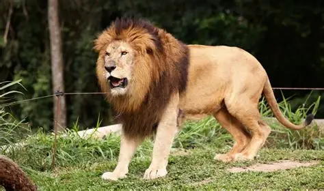 Devalia Safari Park: A Gateway to Gujarat’s Wild Heart